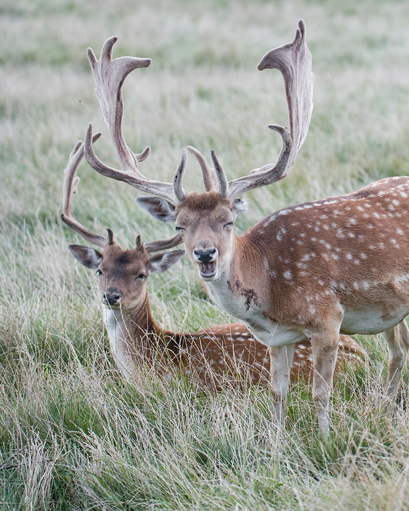 Foto Dammwild